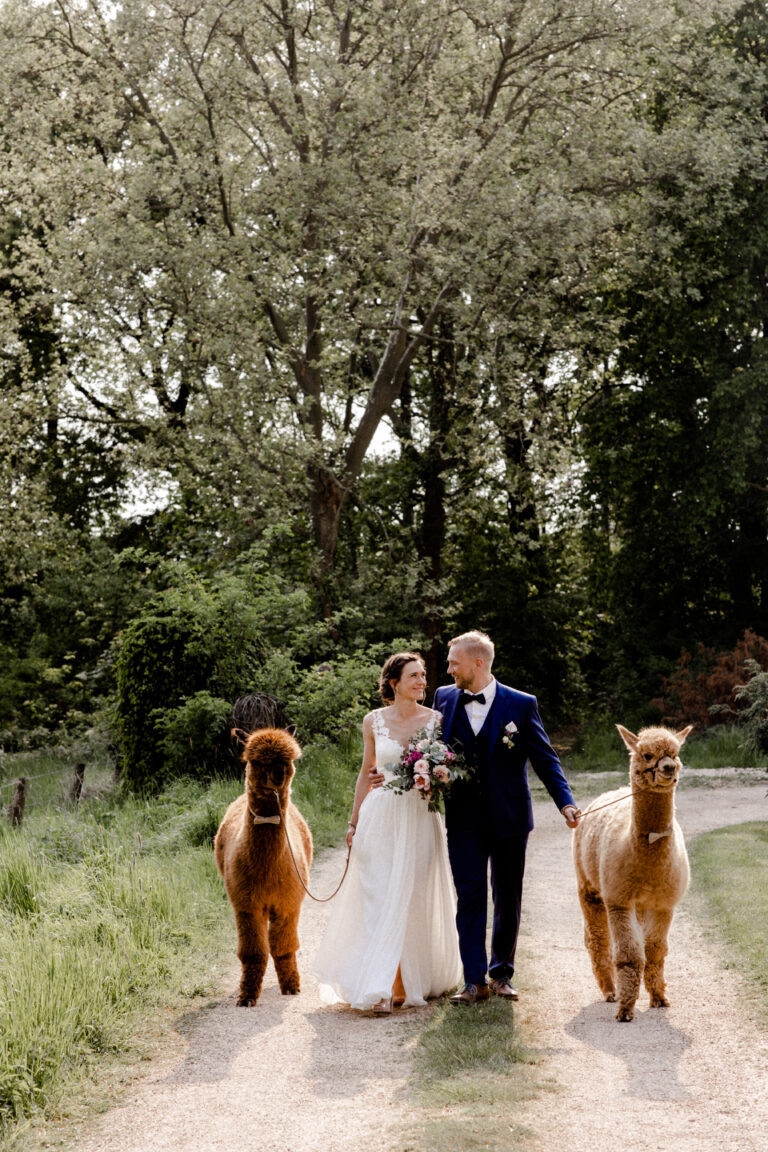 Braut und Bräutigam lächeln sich verliebt an und führen zwei Alpakas mit sich. Die Tiere waren ebenfalls Gäste des Brautpaares auf der Burg Heimerzheim - Fotografin: Sonja Yasmin Fotografie, Hochzeitsfotografin in Köln, Bonn und ganz NRW"